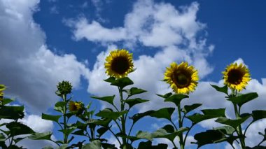 Ayçiçeklerinin açtığı harika bir tarla. 