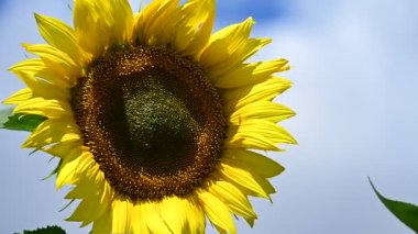 Yaz tarlasında açan ayçiçekleri