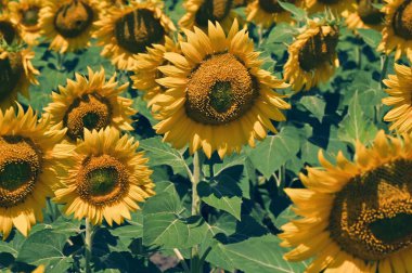 Harika çiçekleri olan güzel bir tarla.