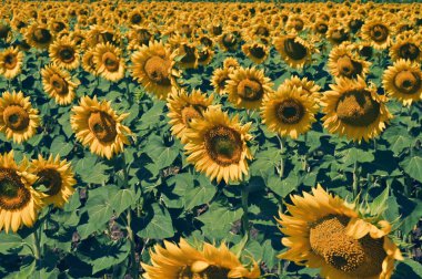 Harika çiçekleri olan güzel bir tarla.