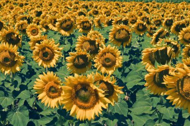 Harika çiçekleri olan güzel bir tarla.