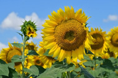 beautiful field with amazing blooming sunflowers