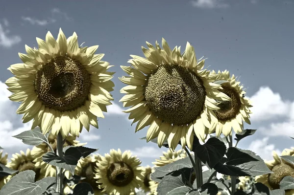 Beautiful Field Amazing Blooming Sunflowers — Fotografia de Stock