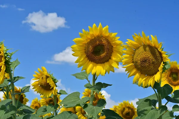 Beautiful Field Amazing Blooming Sunflowers — Stock Photo, Image