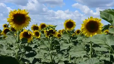 beautiful field of amazing blooming sunflowers 