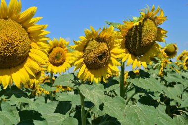 Harika çiçekleri olan güzel bir tarla.
