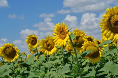 Harika çiçekleri olan güzel bir tarla.