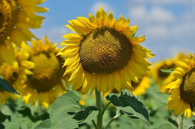 Harika çiçekleri olan güzel bir tarla.