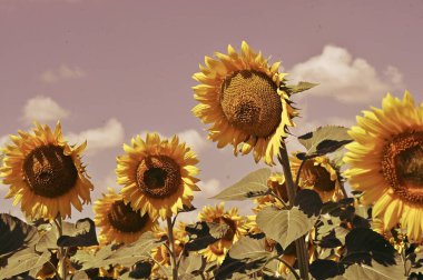 Harika çiçekleri olan güzel bir tarla.
