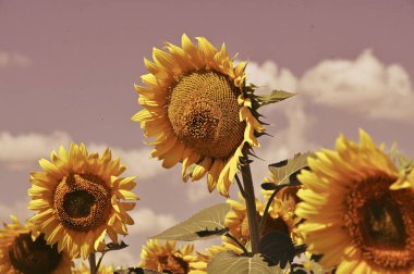 Harika çiçekleri olan güzel bir tarla.