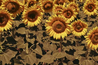 Harika çiçekleri olan güzel bir tarla.