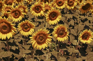 Harika çiçekleri olan güzel bir tarla.