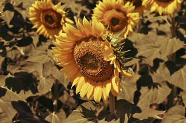 Harika çiçekleri olan güzel bir tarla.