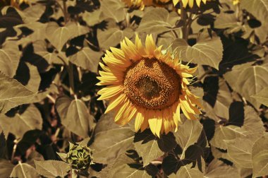 Harika çiçekleri olan güzel bir tarla.