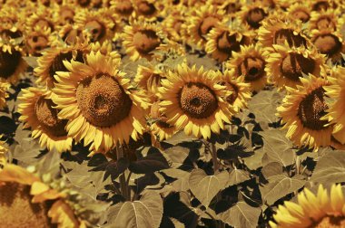 Harika çiçekleri olan güzel bir tarla.