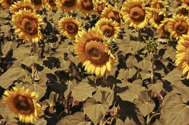 Harika çiçekleri olan güzel bir tarla.