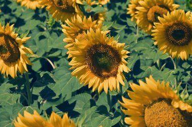 Harika çiçekleri olan güzel bir tarla.