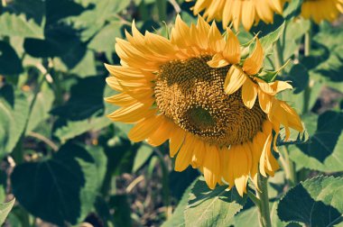 Harika çiçekleri olan güzel bir tarla.