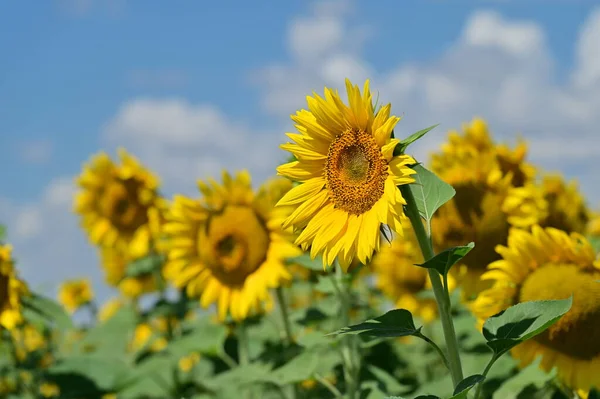 Harika çiçekleri olan güzel bir tarla.