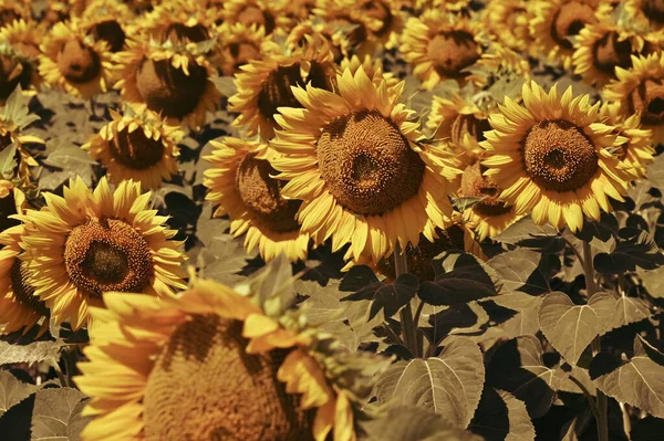 Harika çiçekleri olan güzel bir tarla.