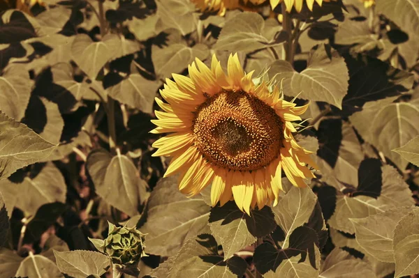 Harika çiçekleri olan güzel bir tarla.