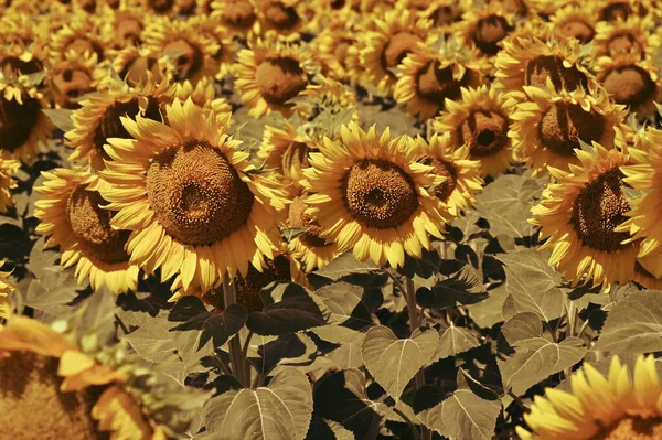Harika çiçekleri olan güzel bir tarla.