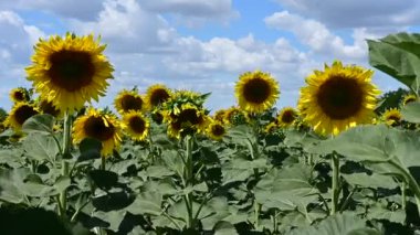 Ayçiçeklerinin açtığı harika bir tarla. 