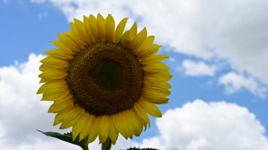 çiçek açan ayçiçeği görünümü alanında kadar kapatın