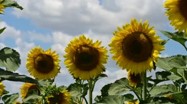 Ayçiçeklerinin açtığı harika bir tarla. 