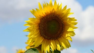 çiçek açan ayçiçeği görünümü alanında kadar kapatın