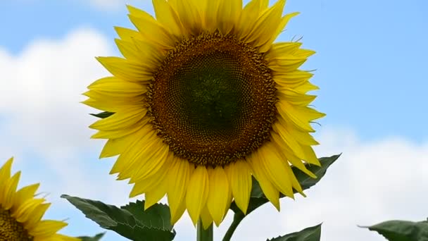 Nahaufnahme Der Blühenden Sonnenblume Auf Dem Feld — Stockvideo