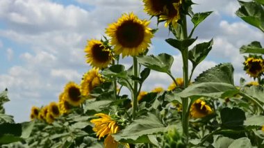 beautiful field of amazing blooming sunflowers 