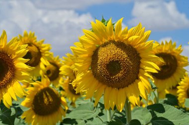 Güzel çiçek tarlası, yaz konsepti.