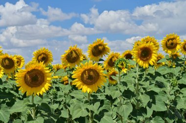 Güzel çiçek tarlası, yaz konsepti.