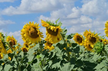 Güzel çiçek tarlası, yaz konsepti.