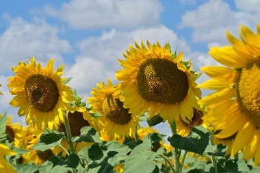 Güzel çiçek tarlası, yaz konsepti.