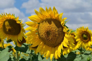 Güzel çiçek tarlası, yaz konsepti.