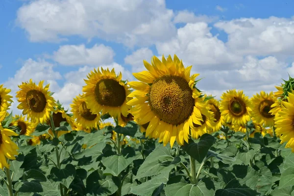 Красиве Поле Квітучих Соняшників Літня Концепція — стокове фото