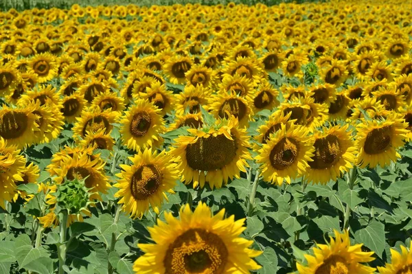 Beautiful Field Blooming Sunflowers Summer Concept — Fotografia de Stock