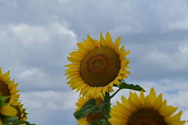 Beautiful Field Blooming Sunflowers Summer Concept —  Fotos de Stock