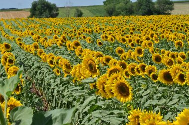 Güzel çiçek tarlası, yaz konsepti.