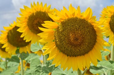 beautiful field of blooming sunflowers at sunny day