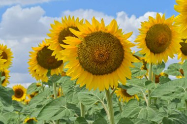 Güneşli bir günde açan ayçiçeklerinin güzel tarlası