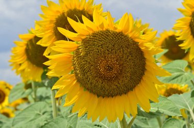 beautiful field of blooming sunflowers at sunny day