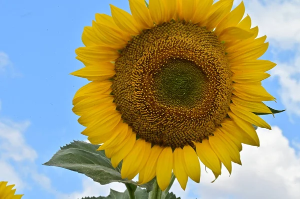 Close Van Blooming Zonnebloem Het Veld — Stockfoto