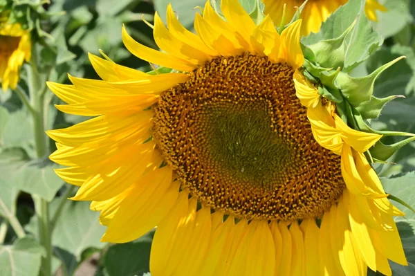 Close View Blooming Sunflower Field — Stock Photo, Image
