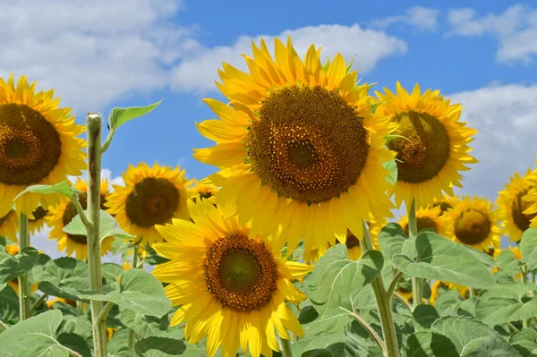 Güneşli bir günde açan ayçiçeklerinin güzel tarlası