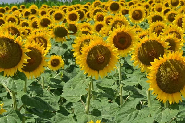 Beau Champ Tournesols Fleurs Journée Ensoleillée — Photo