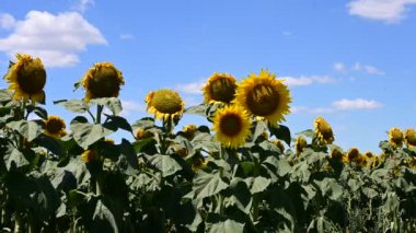 sunflowers blooming on the summer field