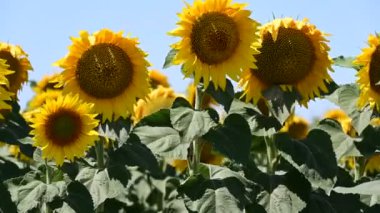 Ayçiçeklerinin açtığı harika bir tarla. 